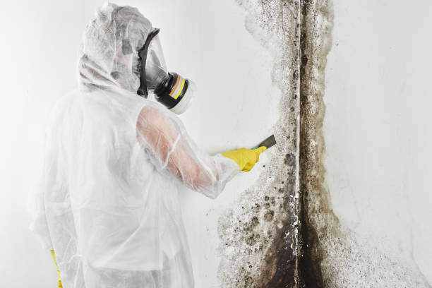 Best Mold Damage Repair  in Lamesa, TX