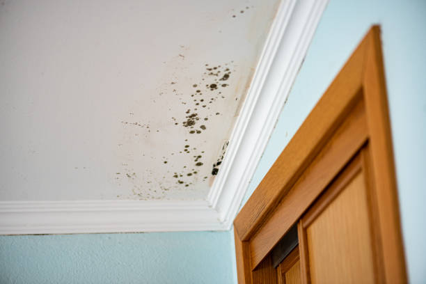 Best Mold Cleaning Services  in Lamesa, TX