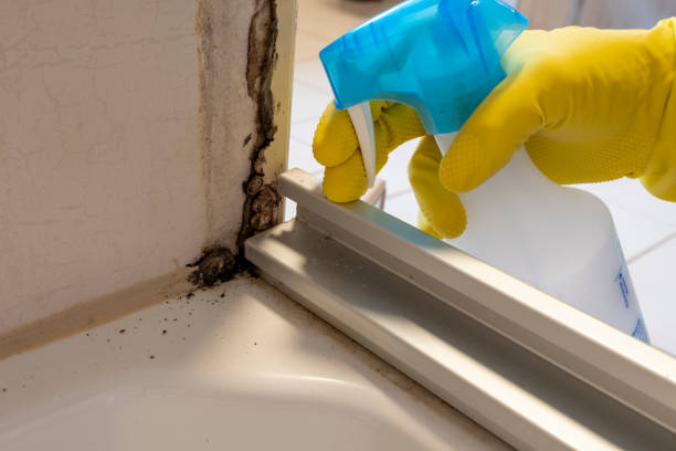 Best Mold Testing  in Lamesa, TX