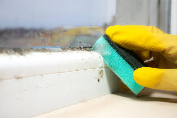 Best Residential Mold Removal  in Lamesa, TX