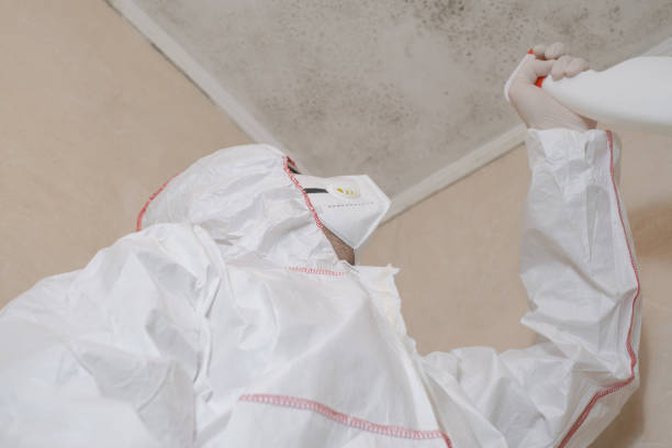 Best Local Mold Removal Service  in Lamesa, TX