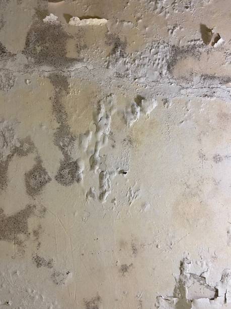 Best Fast Mold Removal  in Lamesa, TX