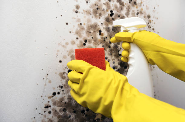 Attic Mold Removal in Lamesa, TX