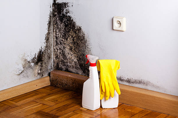 Best Mold Removal Near Me  in Lamesa, TX