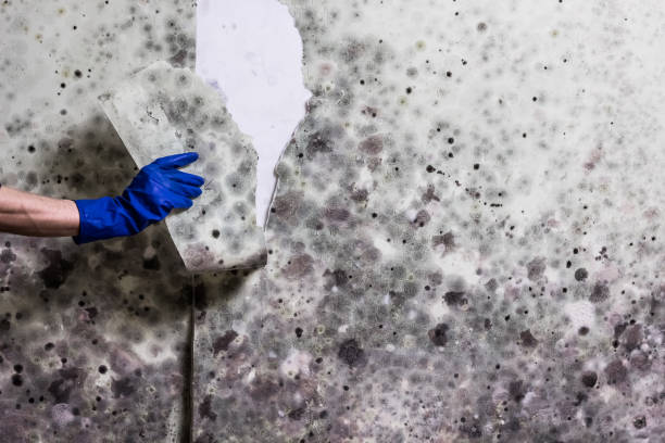 Lamesa, TX Mold Removal Company