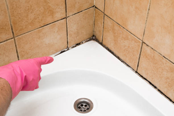 Best Office Mold Removal Services  in Lamesa, TX